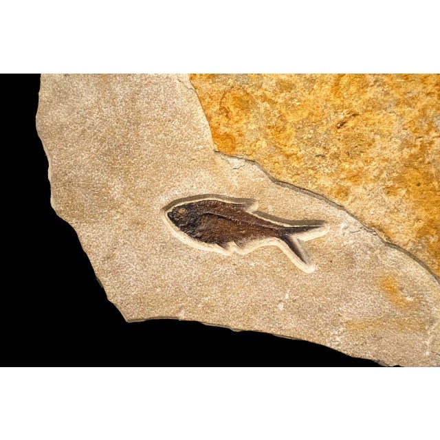 Fossil Fish Mural 9433am For Sale - Image 4 of 5