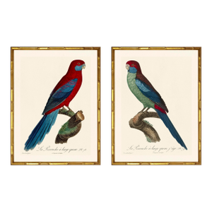 Barraband Parrots – Long–Tail Parakeets (Set of 2), Framed in Bronze Bamboo