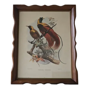 1940s Antique Print of “Birds of Paradise (Paradisea Sanguinea)”, a Monograph by Daniel Giraud Elliot, Framed