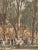 Late 19th Century Set of Prints Entitled “The Yale Fence” 1891 For Sale - Image 5 of 12
