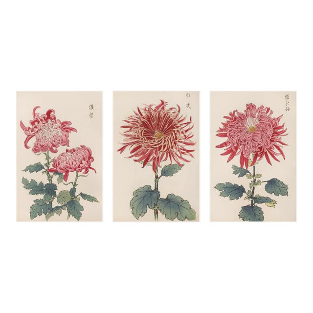 Red Chrysanthemum Triptych, Vintage Japanese Botanical Art Prints (Set of 3), 40" X 60" For Sale