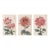 Red Chrysanthemum Triptych, Vintage Japanese Botanical Art Prints (Set of 3), 40" X 60" For Sale
