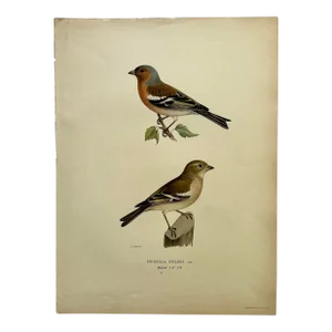 Birds of Sweden Chromolithograph Fringilla Coelebs