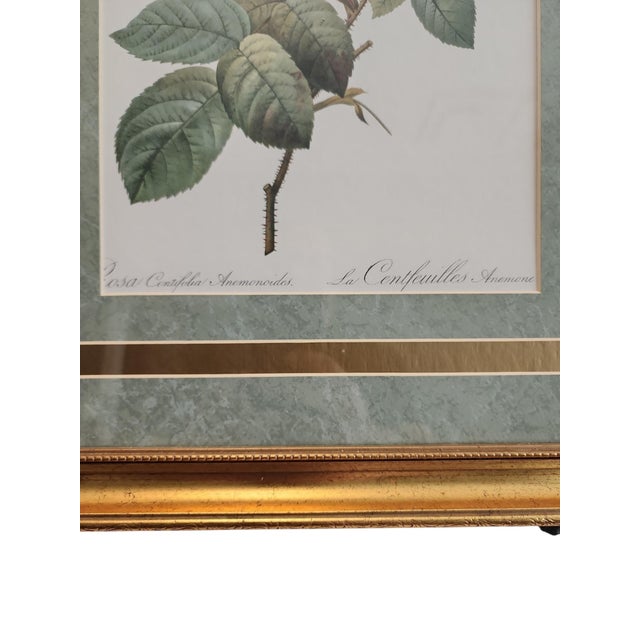 Superb 19th century Pierre-Joseph Redoute botanical print, "Rosa Centifolia Anemonoides" from his collection La...