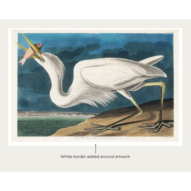 Great White Heron, Vintage Art Print Reproduction From Birds of America by John James Audubon, 60" X 40" For Sale In Buffalo - Image 6 of 11