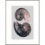 Antiqued images of nautillus shells are overlain with peachy pink brushstrokes in the Victorian Shells series creating our...