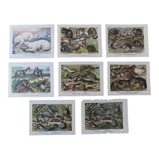 Antique 19th Century Lithographs - Animals/Fauna - Set of 8 For Sale