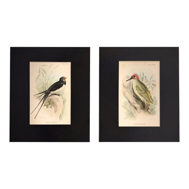 1896 Matted Antique Bird Prints Pair — Chimney Swallow & Green Woodpecker For Sale