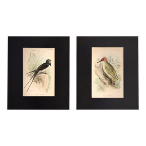 1896 Matted Antique Bird Prints Pair — Chimney Swallow & Green Woodpecker