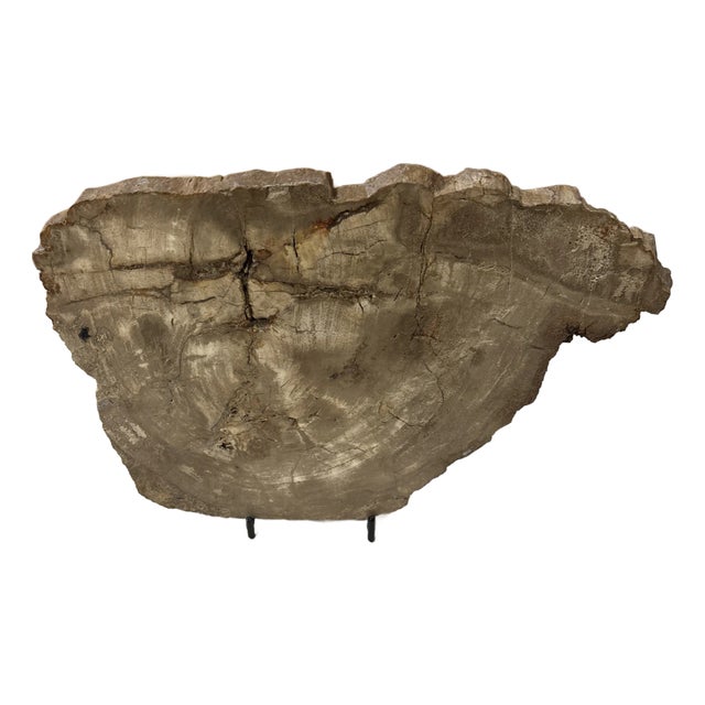 Live Edge Petrified Wood F For Sale