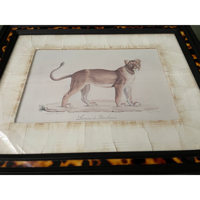 Wood John-Richard Framed Nature Prints of a Lioness & Margay Pair Faux Tortoiseshell Wood 16x12.5 For Sale - Image 7 of 18