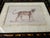 Wood John-Richard Framed Nature Prints of a Lioness & Margay Pair Faux Tortoiseshell Wood 16x12.5 For Sale - Image 7 of 18