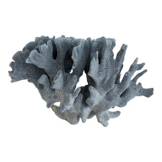 Natural Blue Coral Specimen For Sale