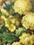 Realism Mid 20th Century J.W.. Orth "Yellow Mums" Original Painting For Sale - Image 3 of 8