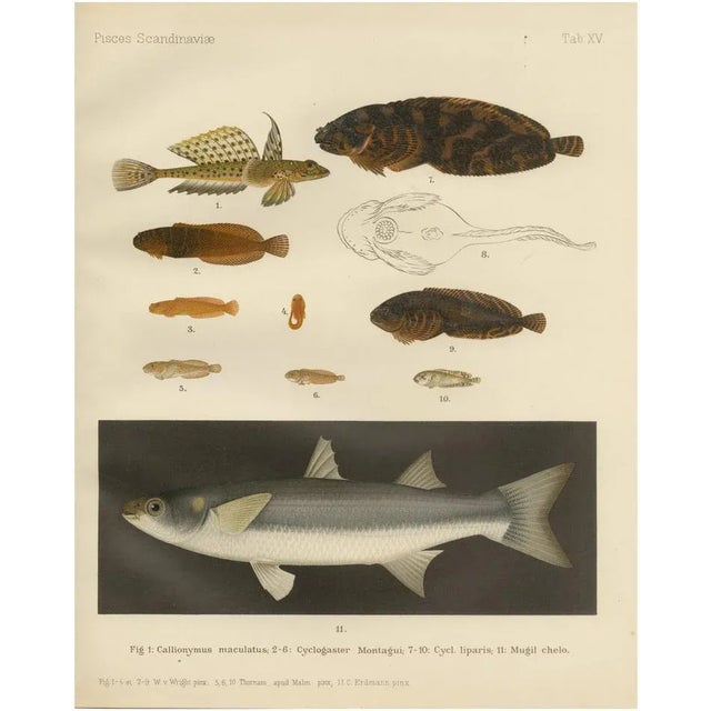 Fish Print, 1895, Paper For Sale - Image 6 of 6