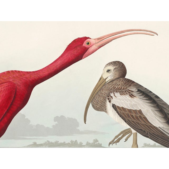 Not Yet Made - Made To Order Scarlet Ibis by John James Audubon, Vintage Art Print Reproduction, 16" × 12" For Sale - Image 5 of 10