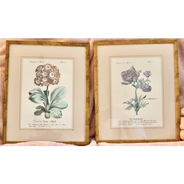 Vintage Botanical Prints in Italian Gilt Gold Leaf Frames - A Pair For Sale - Image 4 of 4