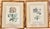 Vintage Botanical Prints in Italian Gilt Gold Leaf Frames - A Pair For Sale - Image 4 of 4