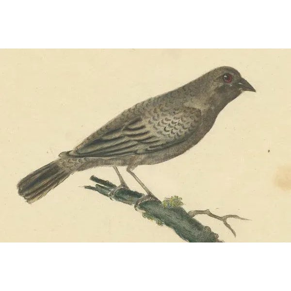 Hayes, Female Black-Faced Bunting, 1794, Print For Sale - Image 6 of 7