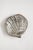 Large Shell Dish from Wiskemann, 1960s For Sale - Image 10 of 10