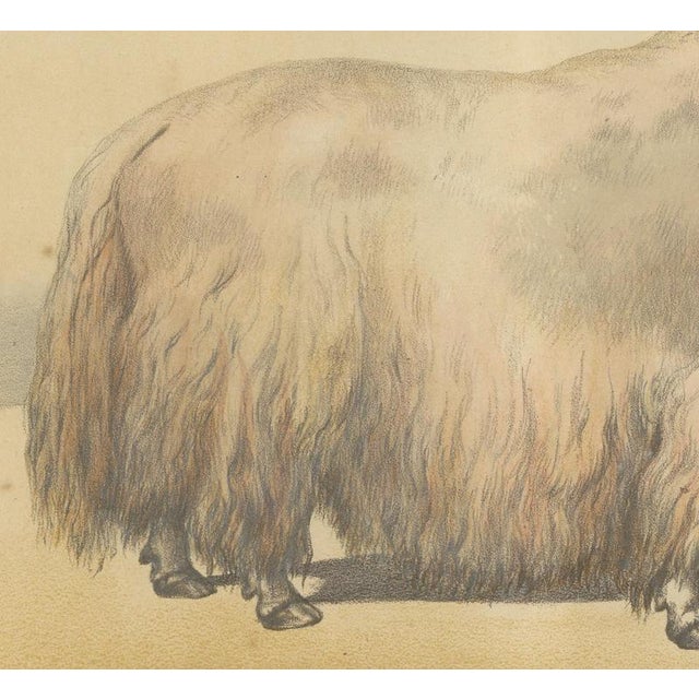 Borie, Male Yak, from Borie's Farm Animals, 1863, Chromolithograph For Sale - Image 6 of 9