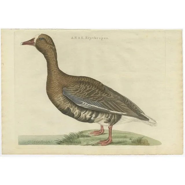 Late 18th Century Sepp & Nozeman, Greater White-Fronted Goose, 1797, Sepp & Nozeman For Sale - Image 5 of 5