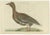 Late 18th Century Sepp & Nozeman, Greater White-Fronted Goose, 1797, Sepp & Nozeman For Sale - Image 5 of 5
