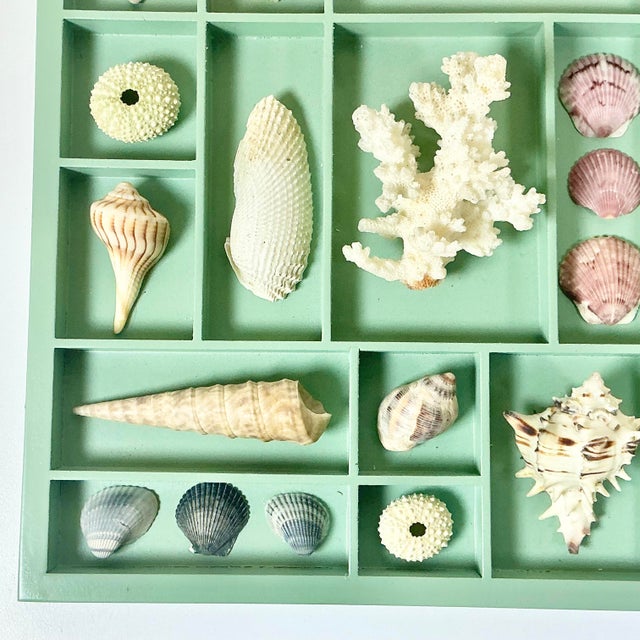 Wood Vintage Coastal Boho Chic Seashell Collection, Sage Divided Shadowbox Decorative Object For Sale - Image 7 of 9