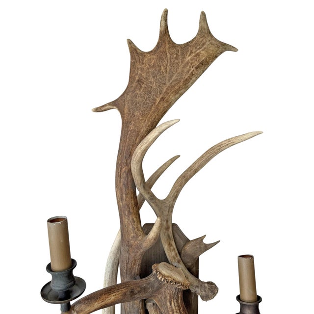 Pair of Fallow Deer Antler Sconces For Sale - Image 9 of 13