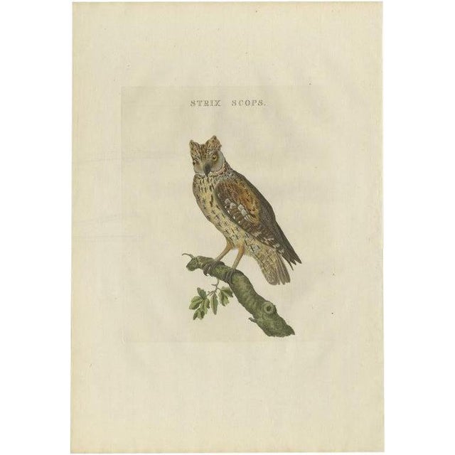 Early 19th Century Sepp & Nozeman, Eurasian Scops Owl, 1809, Paper For Sale - Image 5 of 5