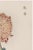 Japanese Spider Chrysanthemum by Hasegawa, Vintage Japanese Botanical Art Print, 20" X 30" For Sale - Image 3 of 9