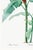 Scarlet Banana Illustration, Vintage Botanical Art Print Reproduction, 24" X 36" For Sale - Image 9 of 10