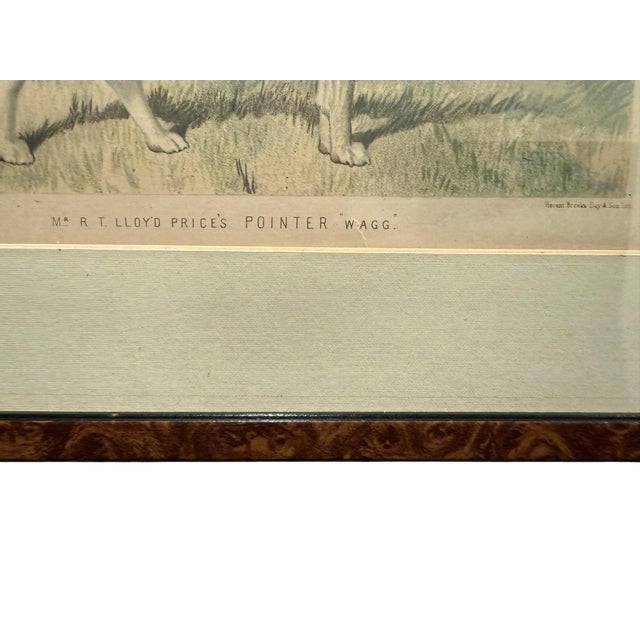 Victorian Original 1881 Chromolithograph of Pointer Dog "Wagg" From Cassell's Illustrated Book of the Dog, by Vero Shaw For Sale - Image 3 of 9