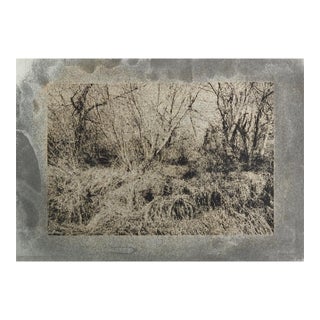 Late 20th Century Gray Cyanotype Tangled Landscape Photograph For Sale
