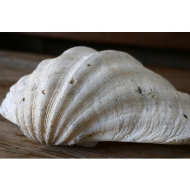 1960s Set of 5 Large Natural Nautical Seashells | Coastal Beach House Decor | Organic Sculptural Display For Sale - Image 5 of 18