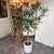 Safari Faux Olive Tree + White Planter For Sale - Image 3 of 12