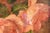 Charming Mid Century Framed Vintage Roses Flower Still Life Home Wall Decor For Sale In New York - Image 6 of 11