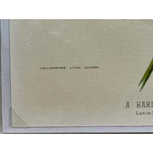 Antique Botanical Print From England Showcasing Bright Yellow Lance-Leaved Tick Seed Flowers - Circa 1894 For Sale - Image 11 of 12