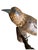 Wood carved folk art bird.