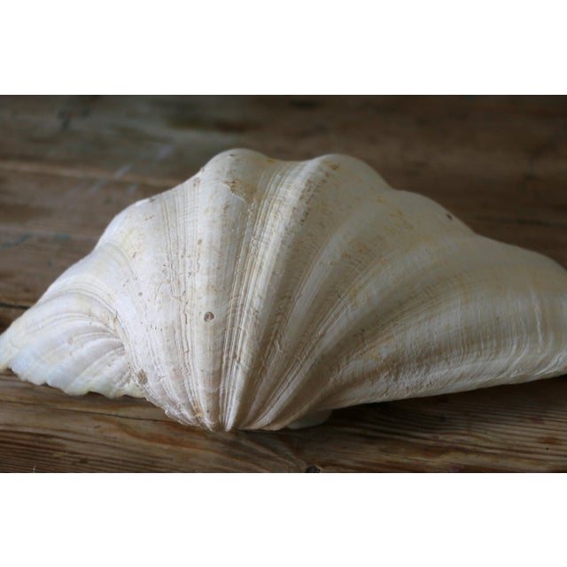 Set of 5 Large Natural Nautical Seashells | Coastal Beach House Decor | Organic Sculptural Display For Sale In Los Angeles - Image 6 of 18
