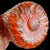 Murano Vintage Fratelli Toso Bright Orange Copper Aventurine Flecks Italian Art Glass Flared Rim Flower Vase For Sale - Image 10 of 10