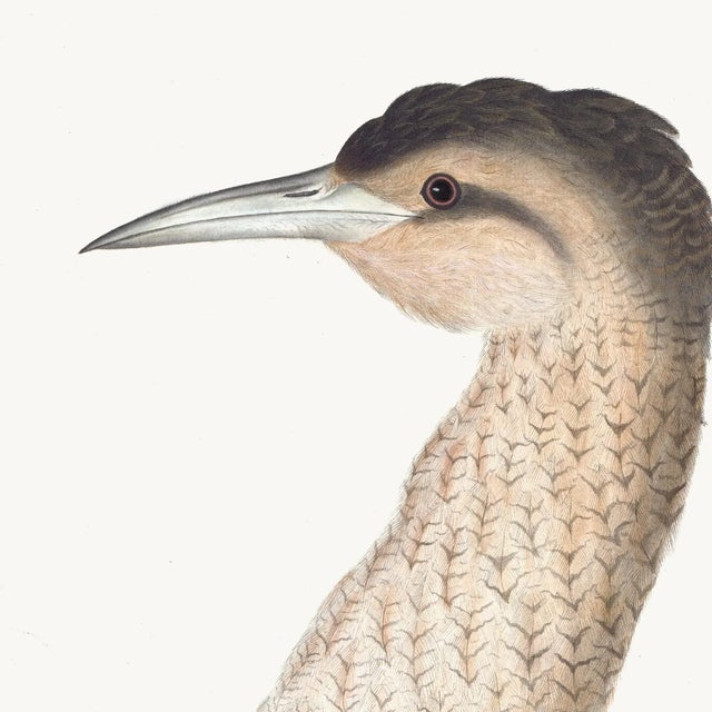 Giclee reproduction from the Watercolors of Olof Rudbeck by C.F.A Edition. This beautiful European Bittern of Rudbeck...