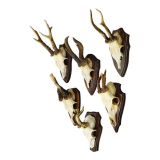 Vintage Set of Six Roe Deer Trophies on Wooden Plaques Germany Ca. 1960s For Sale