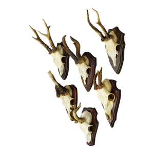Vintage Set of Six Roe Deer Trophies on Wooden Plaques Germany Ca. 1960s