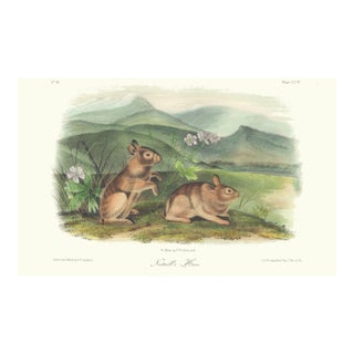1851 Audubon Quadruped Octavo Lithograph "Plate 94 Nuttal's Hare" For Sale