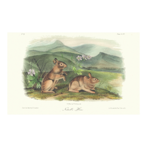 1851 Audubon Quadruped Octavo Lithograph "Plate 94 Nuttal's Hare"