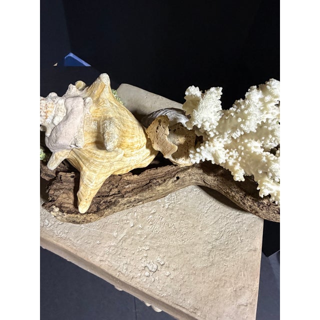 Celestial Meets the Sea Driftwood Sculpture For Sale - Image 4 of 8