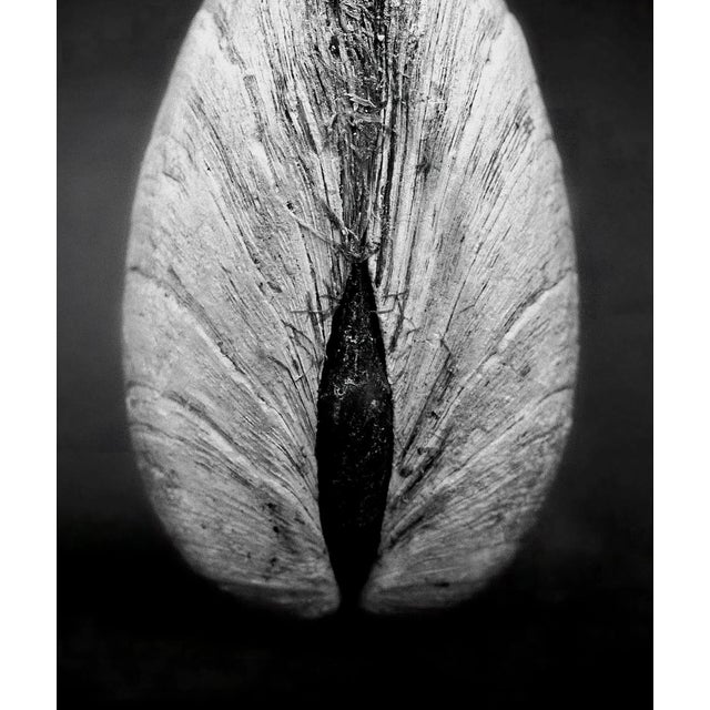 Contemporary Ian Sanderson, Clam 02, 1984, Photographic Fine Art Print For Sale - Image 3 of 5