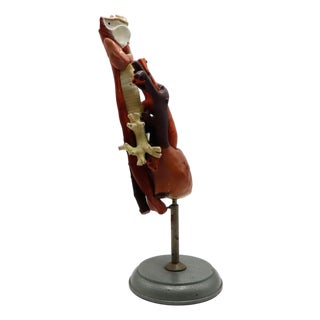 Heart Anatomical Model Life Size For Sale