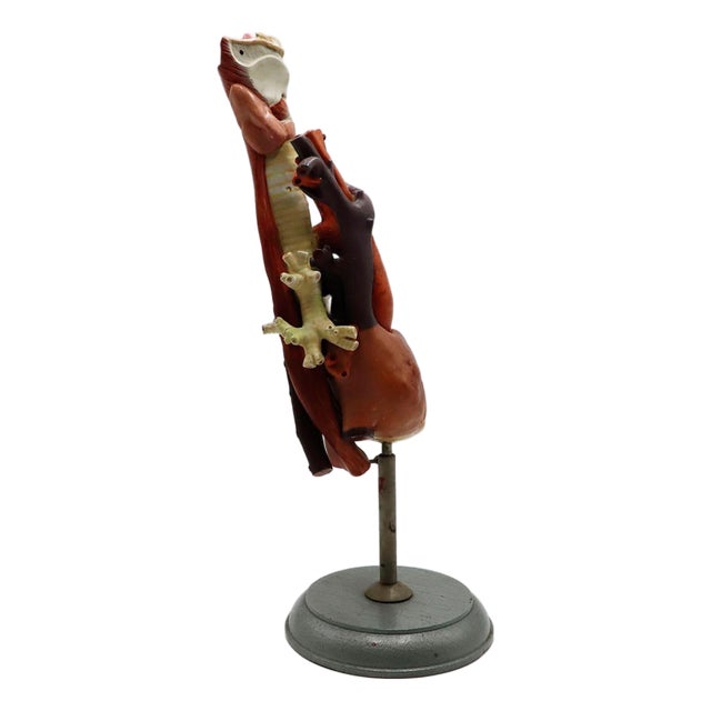 Heart Anatomical Model Life Size For Sale